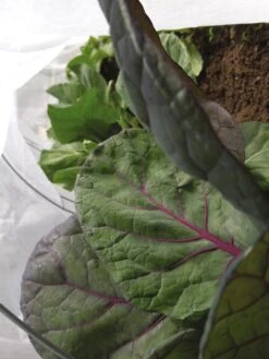 Summerweight Garden Fabric 8 Summerweight Garden Fabric -Backyard Bloomers 32644VS 001E tif