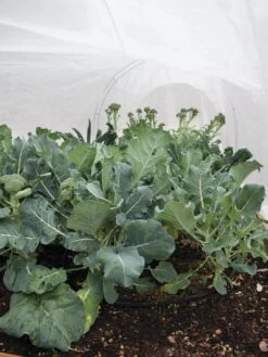 All-Purpose Garden Fabric 12 All-Purpose Garden Fabric -Backyard Bloomers 32646 7940 tif