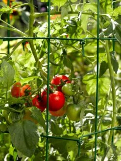 Tomato Cages, Set Of 4 -Backyard Bloomers 34182 588 tif
