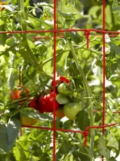 Tomato Cages, Set Of 4 -Backyard Bloomers 34182 592
