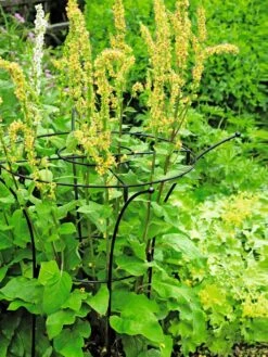 Essex Plant Supports -Backyard Bloomers 37423 200 tif