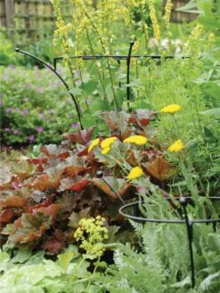 Essex Plant Supports -Backyard Bloomers 37423 280 tif