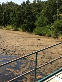 Blast, 2,500 Gallon, 5 Packets -Backyard Bloomers 37425 001v 1 1