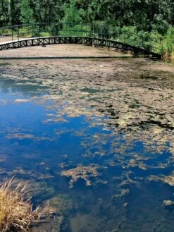 Aquasphere Pond Cleaners -Backyard Bloomers 37425 002ed 1