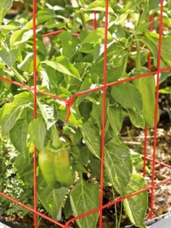 Pepper And Eggplant Cages, Set Of 3 -Backyard Bloomers 37464 567 tif