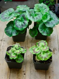 Organic Seed Starting Mix, 6 Quarts -Backyard Bloomers 37808 002E tif