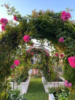 Jardin Rose Arch -Backyard Bloomers 38 690 03IN tif