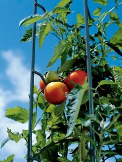 Tomato Ladders, Set Of 3 -Backyard Bloomers 38184 003E tif