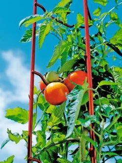 Tomato Ladders, Set Of 3 -Backyard Bloomers 38185 003E tif