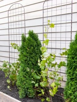 Jardin Flower Trellis 7 Jardin Flower Trellis -Backyard Bloomers 38689 6002 tif