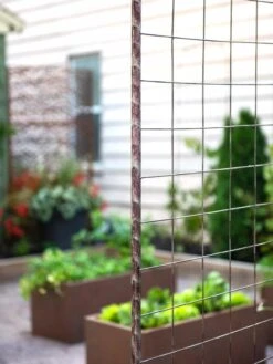 Jardin Rose Arch -Backyard Bloomers 38690 9948 tif