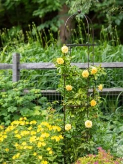 Jardin Round Obelisk, 7' 9 Jardin Round Obelisk, 7' -Backyard Bloomers 39 530 1668 tif