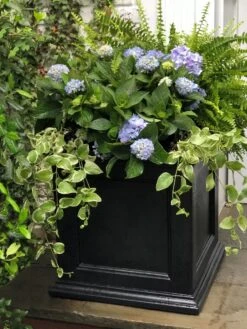 Fairfield Self-Watering Square Planter, 20” X 20” 13 Fairfield Self-Watering Square Planter, 20” X 20” -Backyard Bloomers 39 618 205V tif