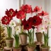 Premium Amaryllis Bulb -Backyard Bloomers 39 733 2021 04 tif