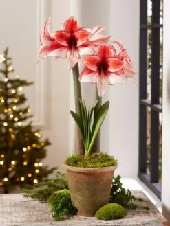 Premium Amaryllis Bulb -Backyard Bloomers 39 733 Charisma 2021 08 tif