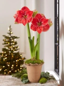 Premium Amaryllis Bulb -Backyard Bloomers 39 733 MagicalTouch 2021 10 tif