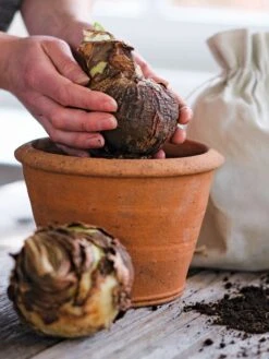 Amaryllis Planting Kit -Backyard Bloomers 39 733 bagged 2020 05000