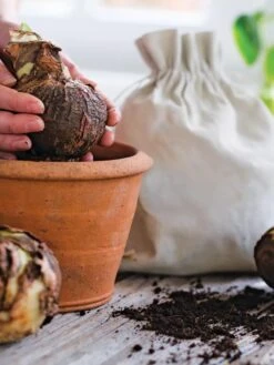 Premium Amaryllis Bulb -Backyard Bloomers 39 733 bagged 2020 05000 tif