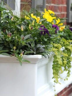 Fairfield Self-Watering Window Box, 4’ -Backyard Bloomers 39345 102V tif