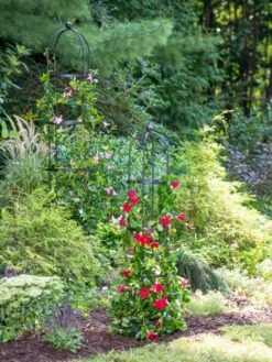 Essex Round Trellises 11 Essex Round Trellises -Backyard Bloomers 39545 2286 tif