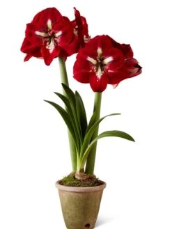 Premium Amaryllis Bulb -Backyard Bloomers 39733 2020 2002 silo tif