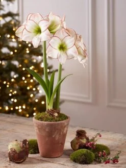 Premium Amaryllis Bulb -Backyard Bloomers 39733 2020 2006 tif