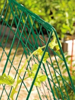 Deluxe Cucumber Trellis 13 Deluxe Cucumber Trellis -Backyard Bloomers 39806 GR edit tif