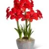 Double Delicious Potted Amaryllis Trio -Backyard Bloomers 3 4 crop 8612757 2385 double delicious potted amaryllis trio
