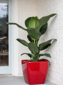 Viva Square Self-Watering Rolling Planter, 20" Diameter, Set Of 2 -Backyard Bloomers 3 4 crop 8612930 0032 tif