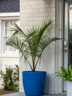 Viva Round Self-Watering Rolling Planter, 20" Diameter, Set Of 2 -Backyard Bloomers 3 4 crop 8612933 0024 tif