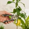Houseplant Pruner 2 Houseplant Pruner -Backyard Bloomers 3 4 crop 8612961 0040 houseplant pruner