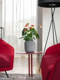 Tolita Recycled Self-Watering Flower Pot, 8" Diameter -Backyard Bloomers 3 4 crop 8612965 04V tif