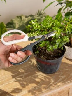 Japanese Pruning Scisssors 14 Japanese Pruning Scisssors -Backyard Bloomers 3 4 crop 8612968 0092