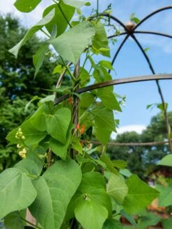 Jardin Tower -Backyard Bloomers 3 4 crop 8612997 0058