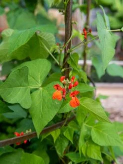 Jardin Tower -Backyard Bloomers 3 4 crop 8612997 0059