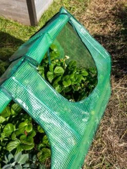 Multi Cloche -Backyard Bloomers 3 4 crop 8613213 0240