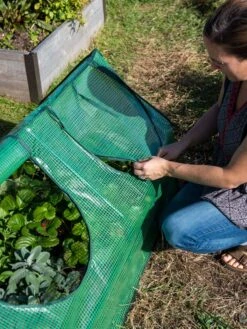 Multi Cloche -Backyard Bloomers 3 4 crop 8613213 0245