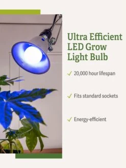 Miracle LED® Grow Light Bulb, Blue -Backyard Bloomers 3 4 crop Miracle Bulb Blue 1