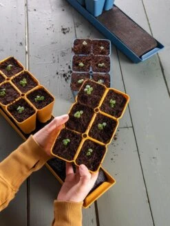 Gardener's Best® XL Seed Starting Kit -Backyard Bloomers 40 135 6186