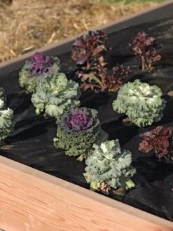 Easy-Plant Weed Block Mulch -Backyard Bloomers 40356 219 tif