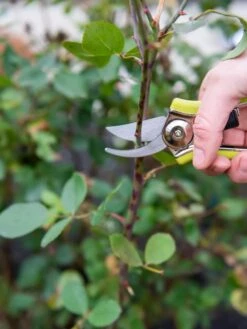 Pocket Pruners 7 Pocket Pruners -Backyard Bloomers 8586314 027 tif