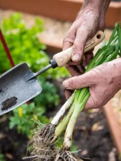 Gardener's Lifetime Trowel 10 Gardener's Lifetime Trowel -Backyard Bloomers 8586972 3286 tif