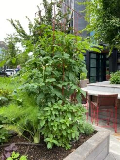 Tomato Towers, Set Of 2 -Backyard Bloomers 8587041 01IN tif