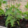 Pepper And Eggplant Cages, Set Of 3 -Backyard Bloomers 8587048 1073 tif