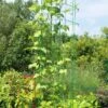 Bean Tower 2 Bean Tower -Backyard Bloomers 8587060GRN 0112 3 4
