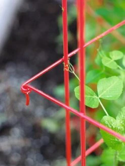 Tall Expandable Pea Trellis -Backyard Bloomers 8587061 010 tif