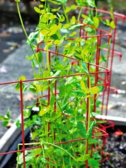 Expandable Pea Trellis -Backyard Bloomers 8587061 100 tif