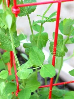 Tall Expandable Pea Trellis -Backyard Bloomers 8587061 101 tif 1