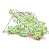 Large Cucumber Trellis -Backyard Bloomers 8587082 CukeTrellis L Blk 001E tif