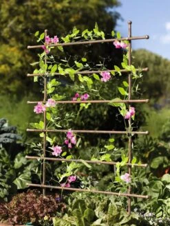 Jardin Ladder Trellis -Backyard Bloomers 8587107 083 tif